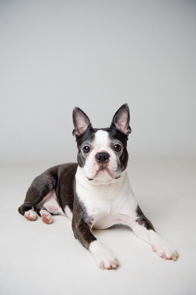 shooting photo chien