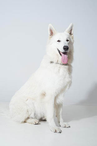 photo chien