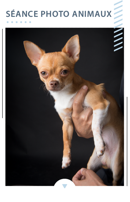 shooting animaux