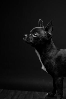 séance photo animaux de compagnie paris 12