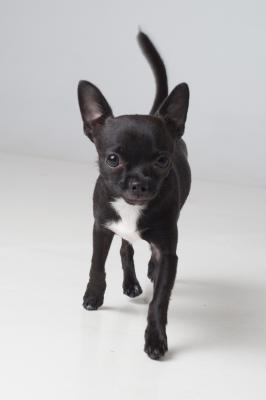 photographe animaux de compagnie paris 4