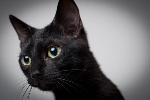 shooting photo animaux paris 4