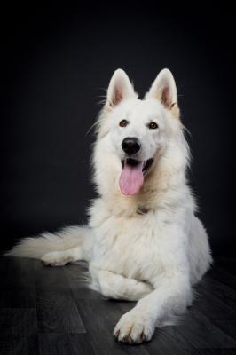 photographe animaux de compagnie paris 7