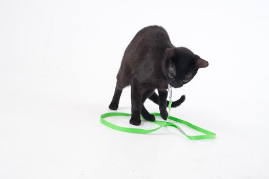 shooting photo animaux paris 9